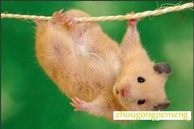 梦见老鼠跑来跑去