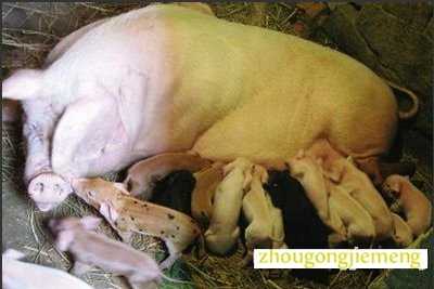 梦见猪生了好多小猪