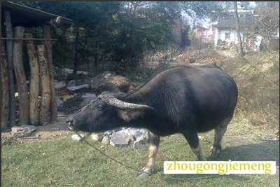 梦见象黄牛一样大的猪跑进屋