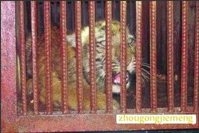 梦见老虎走入家中