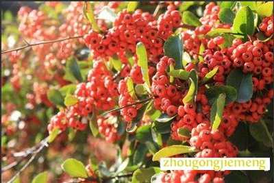 梦见很多树结出红色的果实