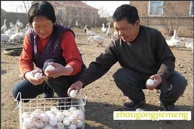梦见捡鹅蛋