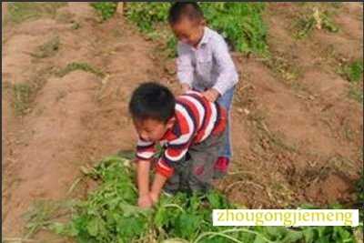 孕妇梦见偷萝卜