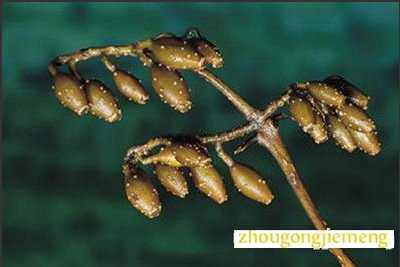 梦见奎宁 金鸡纳霜