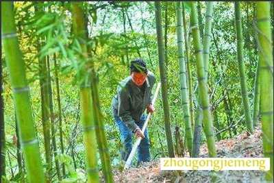 梦见挖笋 挖竹笋 拔笋