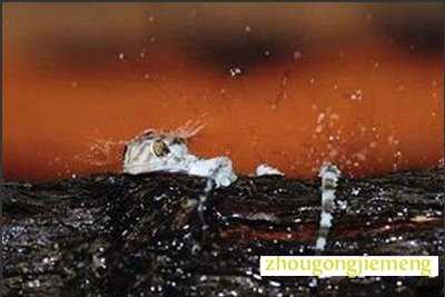 梦见雨中出现动物