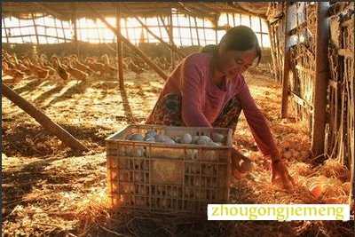 梦见捡鸭蛋