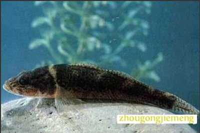 梦见抓黑鱼 捉黑鱼