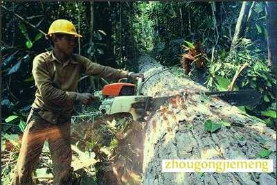 梦见砍伐大树