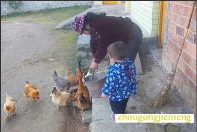 梦见奶奶喂鸡