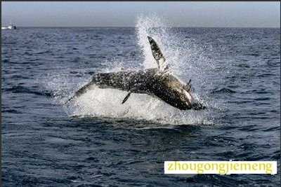 梦见游向水平线