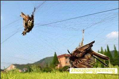 梦见抓鸟 捉鸟 捕鸟