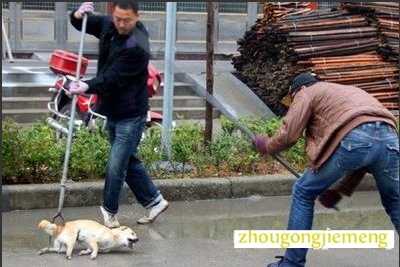 梦见打狗 狗被打