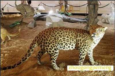 梦见动物展览会