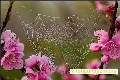 梦见情事 爱情 情网