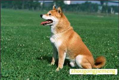 梦见把狗打死了