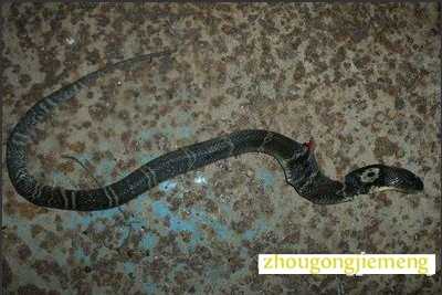 梦见家里趴着一条蛇