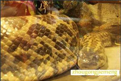 梦见很多大蟒蛇