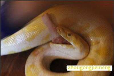 梦见蟒蛇要吞我父亲