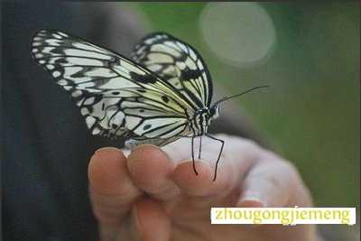 梦见手上有虫子