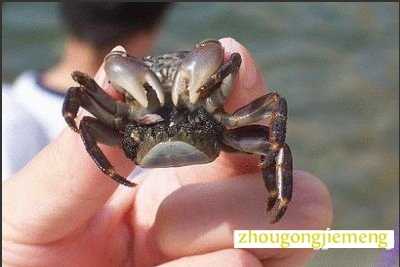 梦见抓螃蟹