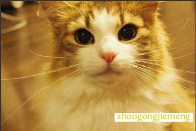 梦见猫咬我手背