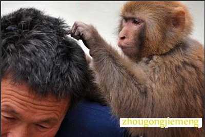 梦见别人头上长虱子