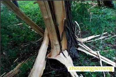 梦见雷电击中树木