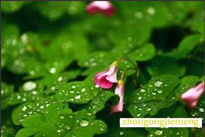 梦见雨水淋湿花草
