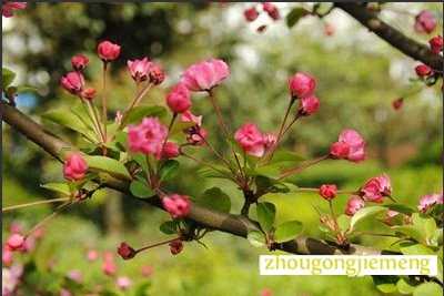 梦见春天的景象