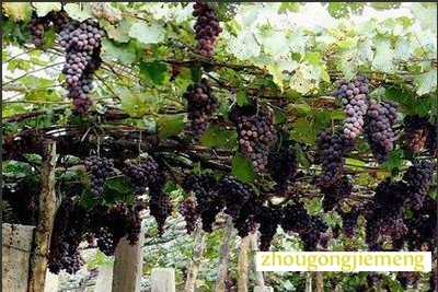 梦见葡萄藤