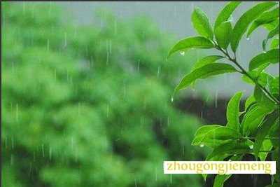 梦见春天细雨