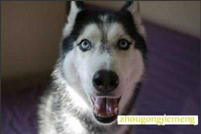 梦见会说话的动物