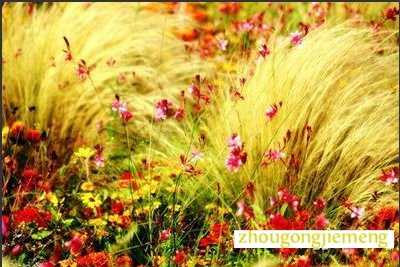 梦见明亮的色彩