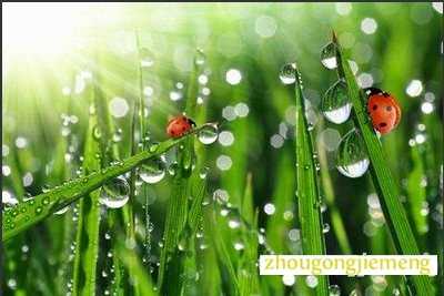 梦见手掌里有露珠