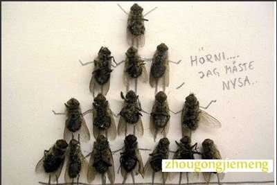 梦见很多死苍蝇