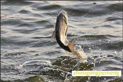 梦见鱼在空中飞