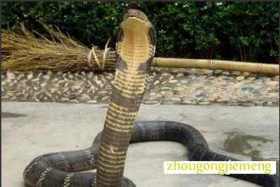 梦见嘶嘶声 嘘嘘声