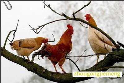 梦见公鸡喔喔的叫声