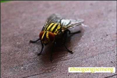 梦见打苍蝇 吃苍蝇