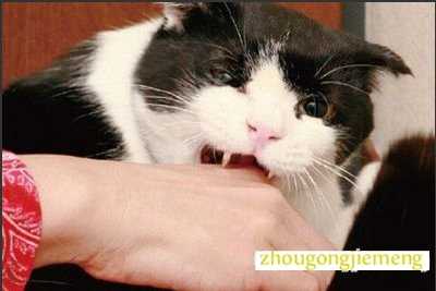 梦见被猫抓