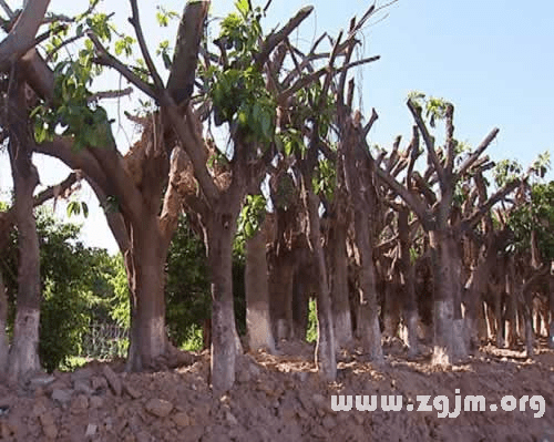 梦见一棵大树或一堆树木被砍