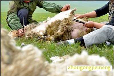 梦见剪羊毛