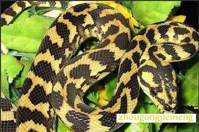 梦见好多蛇死掉