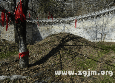 梦见坟墓上长出了树